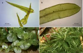 Attēlu rezultāti vaicājumam “Rhizomnium punctatum sporophyte”