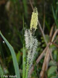 Attēlu rezultāti vaicājumam “Carex acuta fruit”