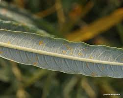 Attēlu rezultāti vaicājumam “Melampsora magnusiana”