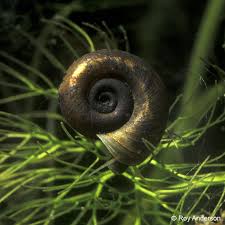 Attēlu rezultāti vaicājumam “Planorbis planorbis”