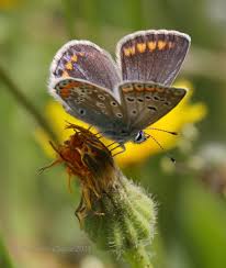 Attēlu rezultāti vaicājumam “Polyommatus icarus female”