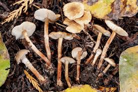 Attēlu rezultāti vaicājumam “Lycogala roseosporum spores”