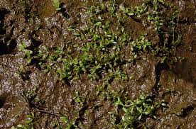 Attēlu rezultāti vaicājumam “Elatinaceae”