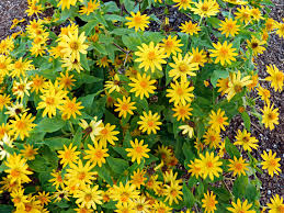 Attēlu rezultāti vaicājumam “Melampsoridium sp.”