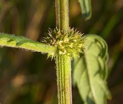 Attēlu rezultāti vaicājumam “Lycopus europaeus flower”