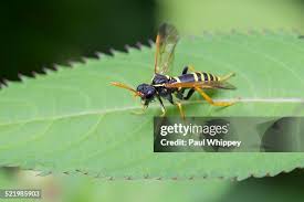 Attēlu rezultāti vaicājumam “Tenthredo scrophulariae”