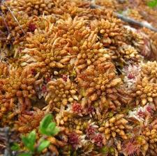 Attēlu rezultāti vaicājumam “Sphagnum magellanicum”
