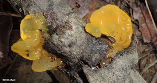 Attēlu rezultāti vaicājumam “Tremella mesenterica”