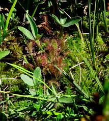 Attēlu rezultāti vaicājumam “Drosera x obovata leaf”