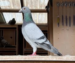 Image result for Abbeyton & Broomfield Racing Pigeons