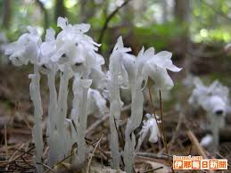 Image result for ギンリョウソウ