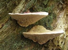 Attēlu rezultāti vaicājumam “Daedalea quercina”