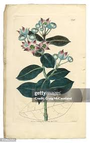 Attēlu rezultāti vaicājumam “Arenaria procera leaf”