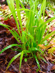 Attēlu rezultāti vaicājumam “Brachypodium sylvaticum leaf”