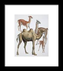 Attēlu rezultāti vaicājumam “Artiodactyla”