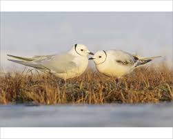 Image result for Rhodostethia rosea