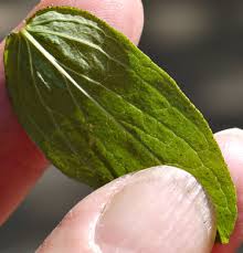 Attēlu rezultāti vaicājumam “Hypericum maculatum leaf”