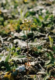 Attēlu rezultāti vaicājumam “Androsace septentrionalis”