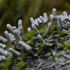 Attēlu rezultāti vaicājumam “Arcyria, Heterotrichia sp.”