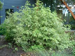 Attēlu rezultāti vaicājumam “Sambucus nigra”