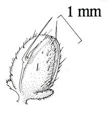 Attēlu rezultāti vaicājumam “Urtica urens”