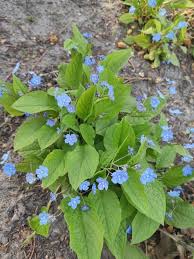 Image result for Omphalodes verna