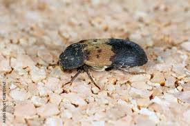 Attēlu rezultāti vaicājumam “Dermestidae”