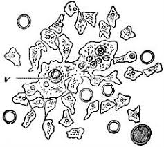 Attēlu rezultāti vaicājumam “Didymium difforme sessile”