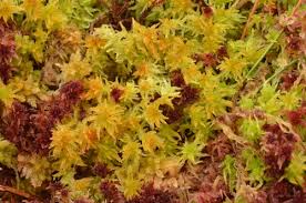 Attēlu rezultāti vaicājumam “Sphagnum tenellum”