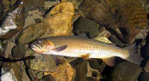 Image result for Oncorhynchus clarkii