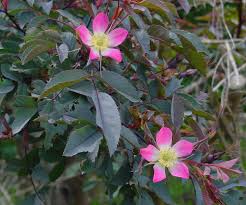 Attēlu rezultāti vaicājumam “Rosa glauca leaf”