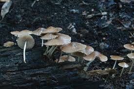 Attēlu rezultāti vaicājumam “Psathyrella sp.”