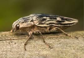 Attēlu rezultāti vaicājumam “Chalcophora mariana”