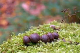 Attēlu rezultāti vaicājumam “Lycogala confusum”