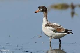 Attēlu rezultāti vaicājumam “Tadorna tadorna juvenile”