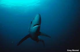 Image result for Prionace glauca