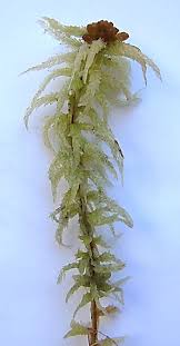 Attēlu rezultāti vaicājumam “Sphagnum tenellum”