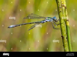 Attēlu rezultāti vaicājumam “Lestes dryas male”