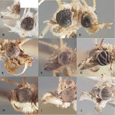 Attēlu rezultāti vaicājumam “Pyralididae”