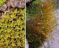 Attēlu rezultāti vaicājumam “Saelania glaucescens”