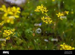 Attēlu rezultāti vaicājumam “Rorippa amphibia leaf”