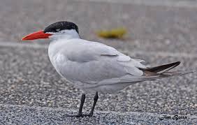 Attēlu rezultāti vaicājumam “Hydroprogne caspia”