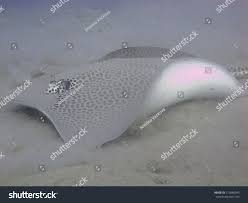 Image result for Himantura uarnak