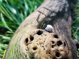 Attēlu rezultāti vaicājumam “Lycogala roseosporum sessile”