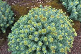 Attēlu rezultāti vaicājumam “Rhodiola rosea flower”