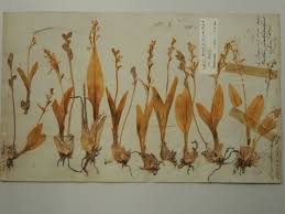 Attēlu rezultāti vaicājumam “Liparis loeselii leaf”