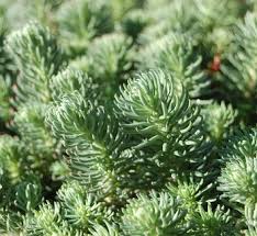 Attēlu rezultāti vaicājumam “Sedum pallidum bud”