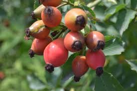 Attēlu rezultāti vaicājumam “Rosa subcanina fruit”