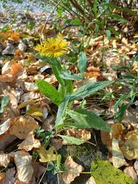 Attēlu rezultāti vaicājumam “Inula britannica”