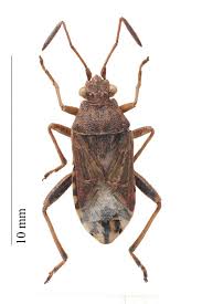 Attēlu rezultāti vaicājumam “Rhopalus maculatus imago”